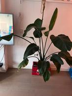 Strelitzia, Huis en Inrichting, Ophalen of Verzenden, Halfschaduw, 200 cm of meer