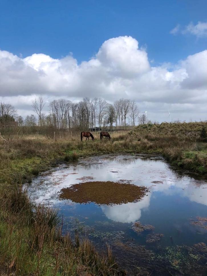 Paddock Paradise naast bos voor zelfstandig beheer, Dieren en Toebehoren, Stalling en Weidegang, Opfok, Stalling, Weidegang, 4 paarden of pony's of meer