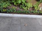 Ilex crenata Green Hedge, Ophalen, Halfschaduw, Overige soorten, Minder dan 100 cm