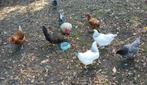 Lekkere boerderij eieren kip of eend., Ophalen, Nieuw