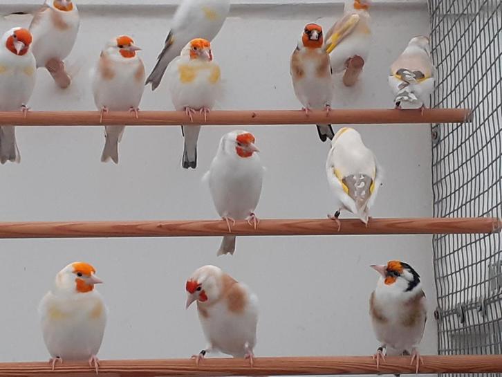 Mooie forse onverwante koppels majoor putters uit 2025, Dieren en Toebehoren, Vogels | Overige Vogels, Wildzangvogel, Meerdere dieren