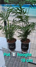 Kamerplanten, Kamerplant, plant met pot, glazen pot, love, Ophalen, Overige soorten, Minder dan 100 cm