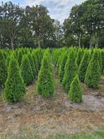 Coniferen Thuja smaragd tot 250cm hoog, Ophalen, Conifeer, 100 tot 250 cm
