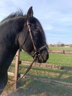 Bruin met wit onderlegd hoofdstel maat full, Dieren en Toebehoren, Ophalen of Verzenden, Gebruikt, Recreatie