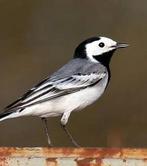 1-1 witte kwikstaart, Meerdere dieren, Wildzangvogel, Geringd