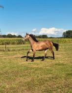 weidegang aangeboden zomer opfok/blessure/pensioen, Weidegang, 1 paard of pony