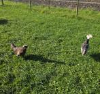 2 jonge Hollandse kuifhoen hanen, Dieren en Toebehoren, Pluimvee, Mannelijk, Kip