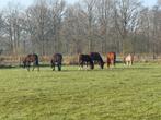 Weidegang voor hengsten en ruinen van alle formaten!, Weidegang, 4 paarden of pony's of meer