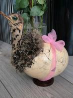 Opgezet  taxidermie mooi struisvogel kuiken., Verzamelen, Dierenverzamelingen, Ophalen of Verzenden, Gebruikt, Wild dier, Opgezet dier