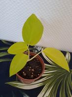 Epipremnum Neon, Ophalen of Verzenden, Overige soorten, Minder dan 100 cm