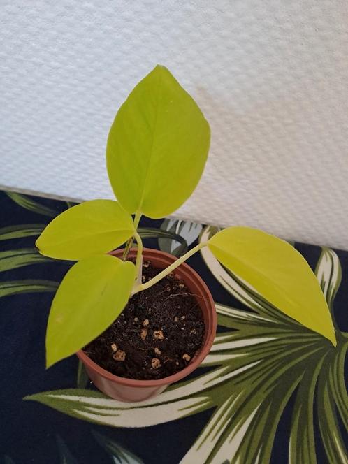 Epipremnum Neon, Huis en Inrichting, Kamerplanten, Overige soorten, Minder dan 100 cm, Ophalen of Verzenden