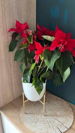 Bloem met pot wit met pot goud alls voor 10 euro, Ophalen, Zo goed als nieuw