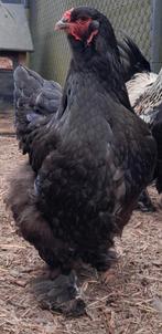 Mooie zwarte bramha hen., Dieren en Toebehoren, Vrouwelijk, Kip