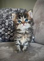 Lieve/mooie kittens, Meerdere dieren, 0 tot 2 jaar