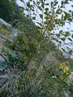 pruimboom, prunus, Tuin en Terras, Ophalen, 100 tot 250 cm, Pruimenboom, Zomer