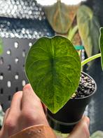 Alocasia Melo variegata, Ophalen of Verzenden, Halfschaduw, Minder dan 100 cm