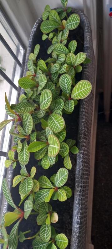 Madagascar Jewel palm stekjes beschikbaar voor biedingen
