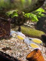 ancistrus snow white longvin, Dieren en Toebehoren, Vis, Zoetwatervis, Schoolvis