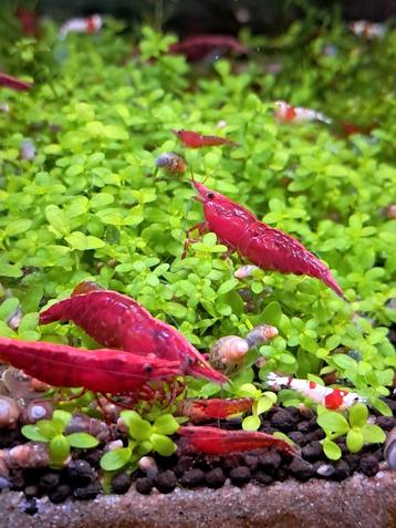 Red Cherry Crystalred Vuurgarnalen Garnalen beschikbaar voor biedingen