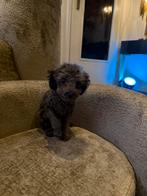Toy poedel pup, Poedel, Reu, 8 tot 15 weken, Parvo