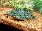 Synodontis Eupterus, Vis