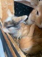 Baby dwerg konijntjes, Dieren en Toebehoren, Konijnen, Meerdere dieren, Dwerg