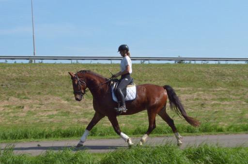 Amazone  zadelmak maken omgeving Amsterdam, Dieren en Toebehoren, Stalling en Weidegang