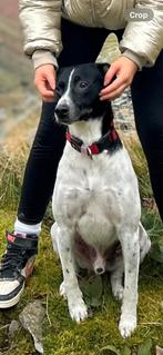 Grote Boerenfox Dekreu beschikbaar, Dieren en Toebehoren, Rabiës (hondsdolheid), Reu, Eén hond, 3 tot 5 jaar