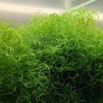 Chaetomorpha/chaetowier, Dieren en Toebehoren, Vissen | Aquaria en Toebehoren, Ophalen of Verzenden, Plant(en), Steen of Hout