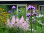 verbena bonariensis, ijzerhard, Ophalen, Zomer, Overige soorten, Volle zon