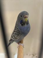 DD-blauwe blackface pop te koop broedrijp, Vrouwelijk, Parkiet, Geringd