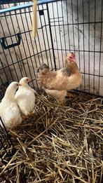 Wyandotte met 2 kuikens, Dieren en Toebehoren, Pluimvee, Meerdere dieren, Kip