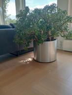 Kamerplantenb, Huis en Inrichting, Ophalen, Overige soorten, Minder dan 100 cm