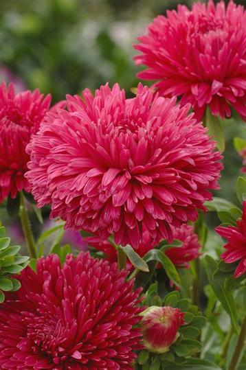 77/ zaden pioenaster / zomer aster - Callistephus chin. rood