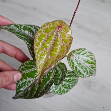 Piper crocatum ornatum plant beschikbaar voor biedingen