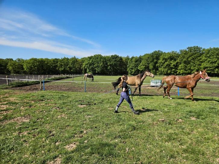 Zadelmak maken, trainen en lessen aangeboden!, Dieren en Toebehoren, Stalling en Weidegang