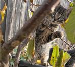 Prachtig katertje zoekt een liefdevol thuis., Meerdere dieren, 0 tot 2 jaar