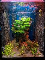 Guppen | Guppies | gemengd | aquariumvissen, Dieren en Toebehoren, Vissen | Aquariumvissen, Vis, Zoetwatervis, Schoolvis