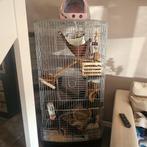 2 chinchillas met toebehoren, Ophalen, Zo goed als nieuw, Aluminium, Vogelkooi