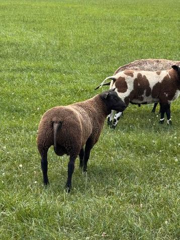 Zwarte dekrammen beschikbaar voor biedingen