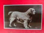 Hond Clumber Spaniel, Ophalen of Verzenden, 1940 tot 1960, Hond of Kat