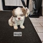 Lieve raszuivere choco bont en merle shih tzu pups, Overige rassen, 8 tot 15 weken, Meerdere, Meerdere dieren