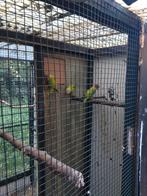 Opaline pruimkop parkieten., Dieren en Toebehoren, Meerdere dieren, Parkiet