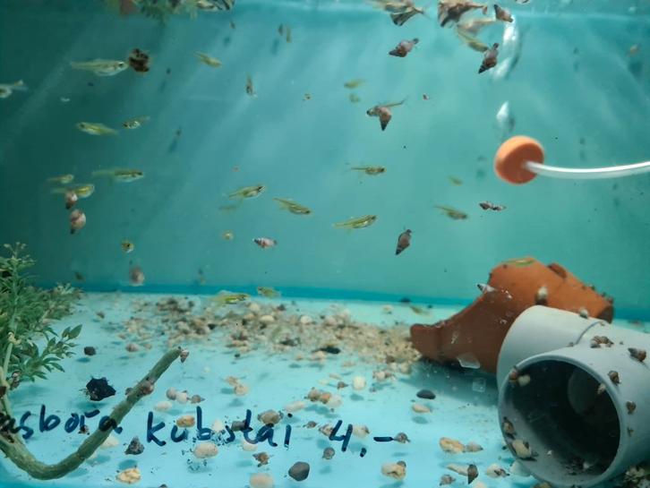 Rasbora Kubotai, Microdevario kubotai, smaragd dwergrasbora, Dieren en Toebehoren, Vissen | Aquariumvissen, Zoetwatervis, Vis