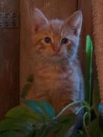 Nog 1 mooie rode  kater van 9 weken mix, Dieren en Toebehoren, Katten en Kittens | Overige Katten, Kater