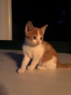 Super lieve kitten, Dieren en Toebehoren, Katten en Kittens | Overige Katten, Meerdere dieren, Kortharig, 0 tot 2 jaar