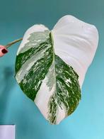 Topkwaliteit superwitte Monstera Albo Variegata stek marble, Huis en Inrichting, Kamerplanten, Ophalen, Halfschaduw, Minder dan 100 cm