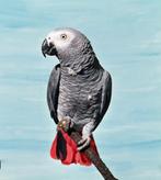 Gezocht ‼️ te koop gevraagd ‼️, Dieren en Toebehoren, Mannelijk, Papegaai