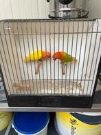 Te koop mooi koppel fischeri lutino rood oog split opaline, Meerdere dieren, Dwergpapegaai of Agapornis, Geringd