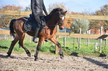 Super Super brave, ervaren , leer C pony beschikbaar voor biedingen